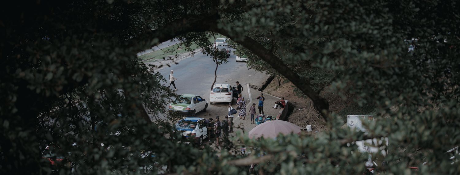 Street scene glimpsed through foliage